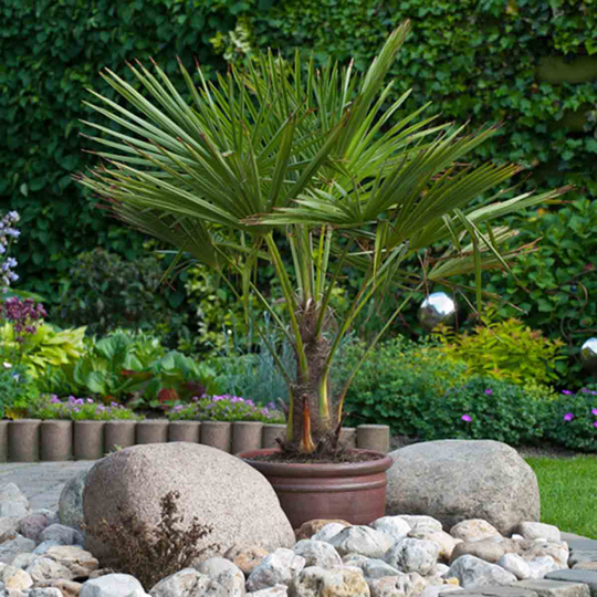 YouGarden Hardy Fan Palm Tree Trachycarpus 60-70cm Tall