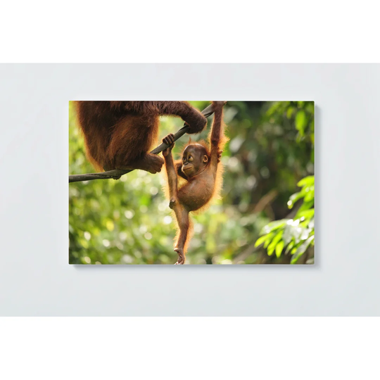 Ape Baby Magnetic Wall Mounted Cork Board