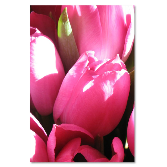 Canvas Print, Pink Flowers 16418