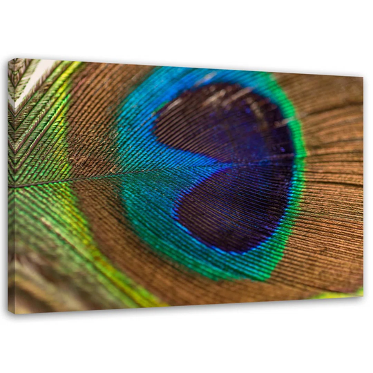 Canvas Print Peacock Bird Feather