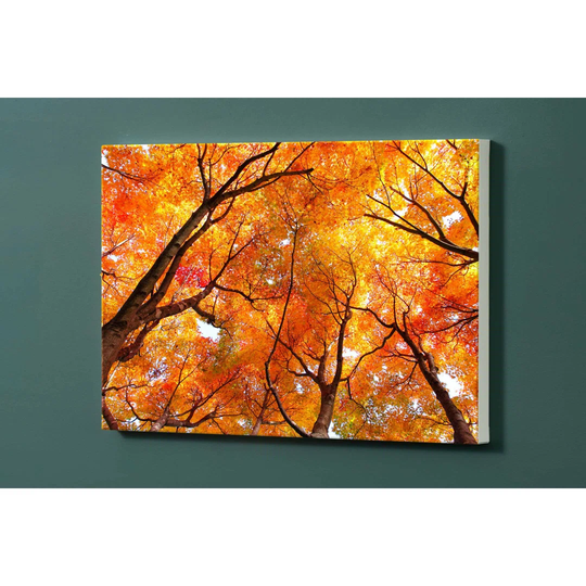 Trees Magnetic Wall Mounted Photo Memo Board