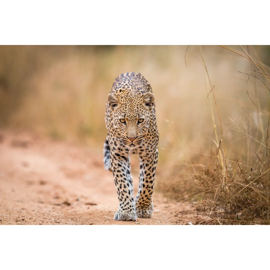 A Leopard Walking Towards the Camera in the Kruger by Simoneemanphotography - Wrapped Canvas Photograph