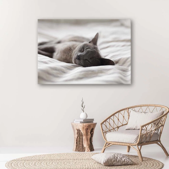 Canvas Print Cat Animals Grey