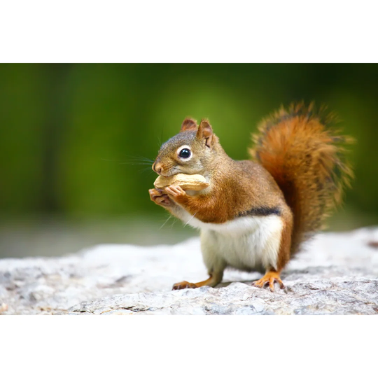 Toronto Red Squirrel