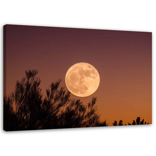 Canvas Print Moon Behind Tree