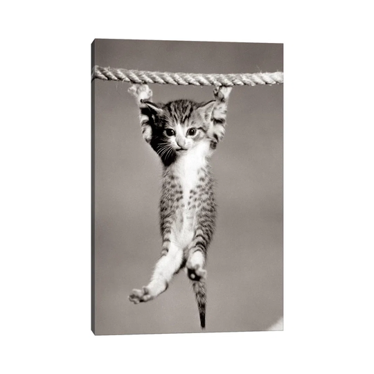 1950S Little Kitten Hanging From Rope Looking At Camera VTG304-1PC3