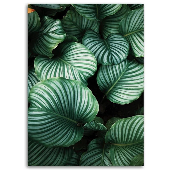 Canvas Print Monstera Tropical Leaves