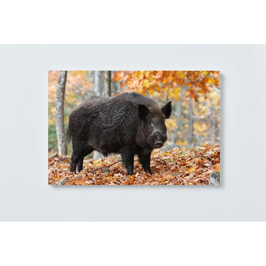 Wild Boar Magnetic Wall Mounted Cork Board
