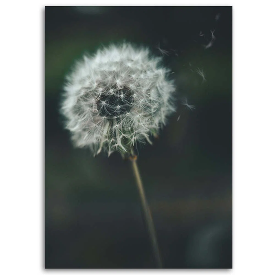 Canvas Print Dandelion Plant Green