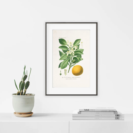 Botanic Vintage Orange Tree - Picture Frame Graphic Art Print on Paper
