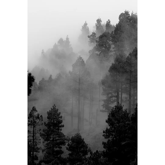 Trees In Fog