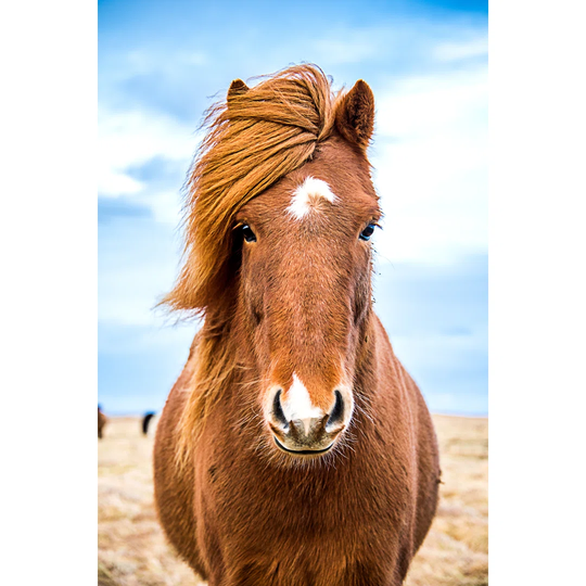 Icelandic Horse Facing Camera by Avnerofer - Wrapped Canvas Photograph