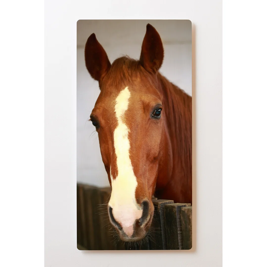 Backlight Motive Wall Picture Horse Magnetic Cork Board