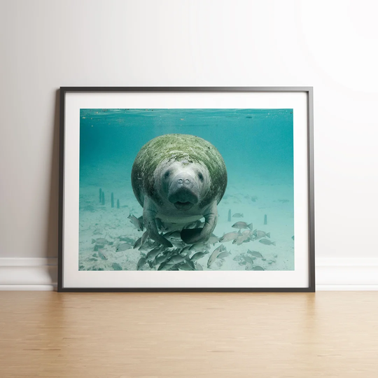 Manatee