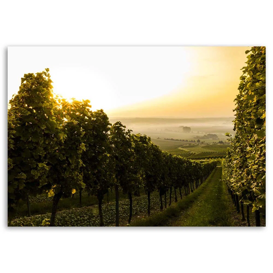 Canvas Print Grapes In Vineyard