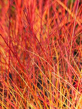 Cornus Sanguinea. 2 X 9Cm Pot