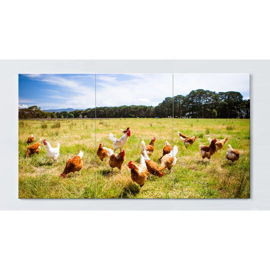 Chickens Magnetic Wall Mounted Cork Board