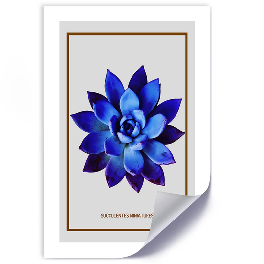 Poster, Blue Succulent