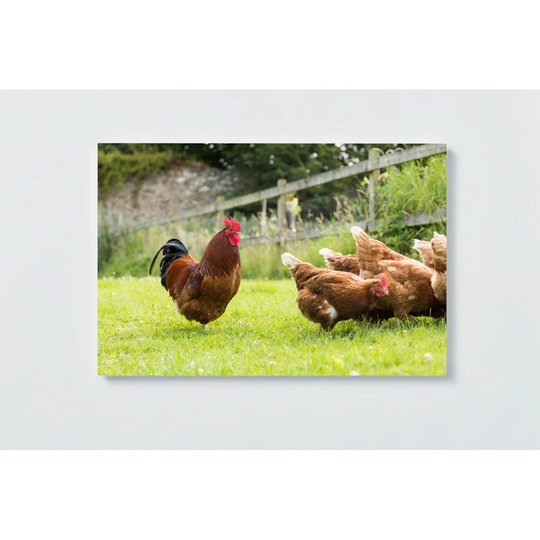 Hens Motif Magnetic Wall Mounted Cork Board