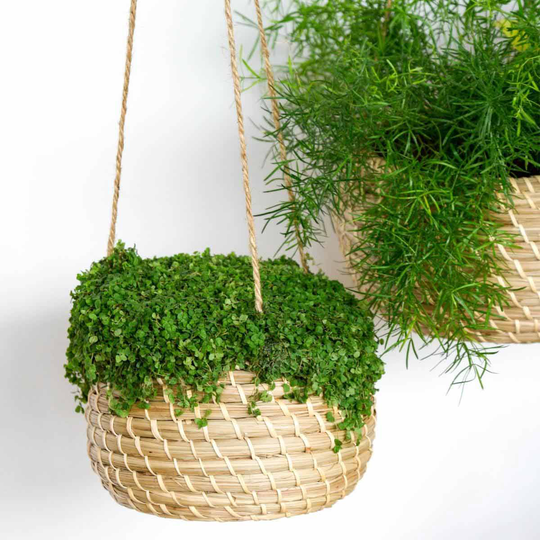 Ivyline Hanging Seagrass Planter Set Of 2