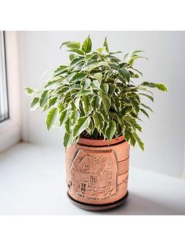 Ficus Variegated Kinky Stem