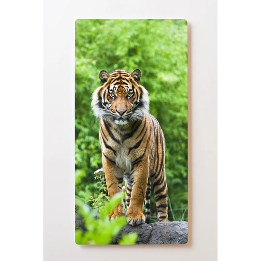 Backlight Motive Picture Tiger Magnetic Wall Mounted Cork Board