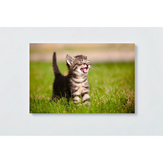 Cat Motif Magnetic Wall Mounted Cork Board