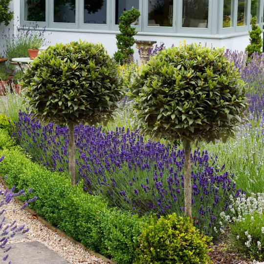 YouGarden Pair of Standard Bay Trees 70-80cm Tall
