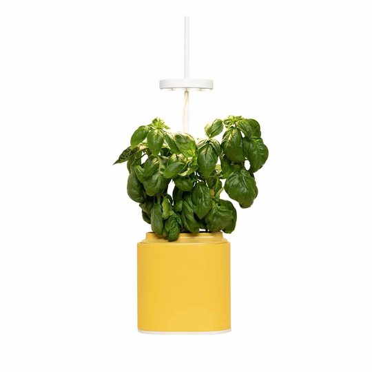Pret A Pousser Nano Garden Mimosa Yellow With 1 Basil Pod