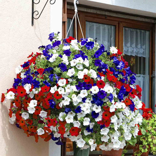 YouGarden Patriotic Petunia Collection