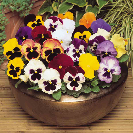 YouGarden Pansy 'Matrix' Mix 20 Garden Ready Plants