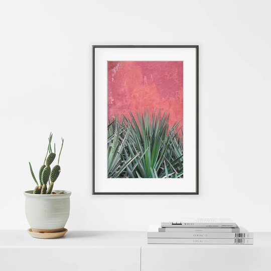 Senegal Yucca - Picture Frame Photograph Print on Paper