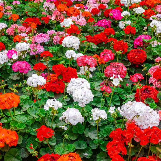 YouGarden Geranium Cabaret Mix Plug Plants
