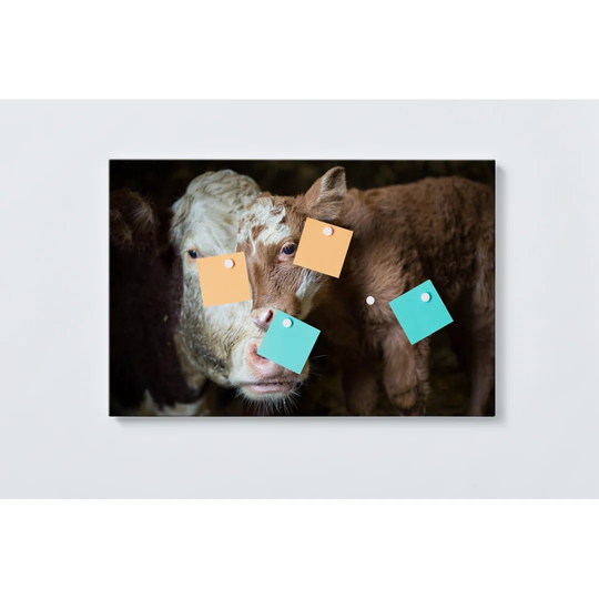 Cows Magnetic Wall Mounted Cork Board