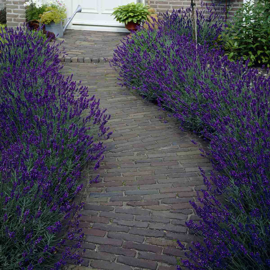 YouGarden Hedging Lavender Hidcote x 10 in 9cm Pots
