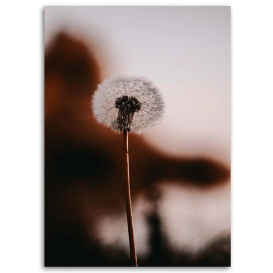 Canvas Print Dandelion Plants