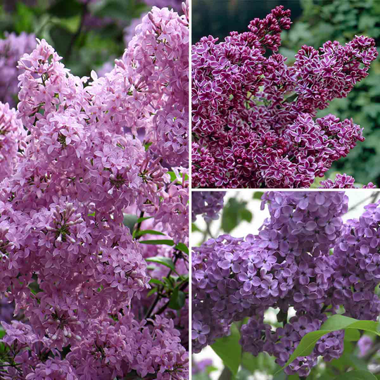 YouGarden Fragrant French Lilac Collection X 3 Plants In 9Cm Pots