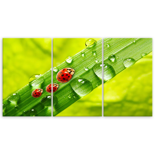 Canvas Print Ladybird Leaf Drops