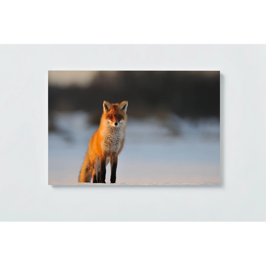 Desert Fox Magnetic Wall Mounted Cork Board
