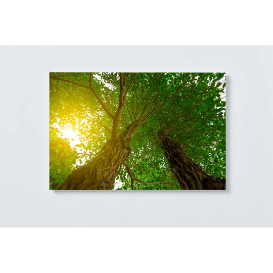 Trees Magnetic Wall Mounted Cork Board