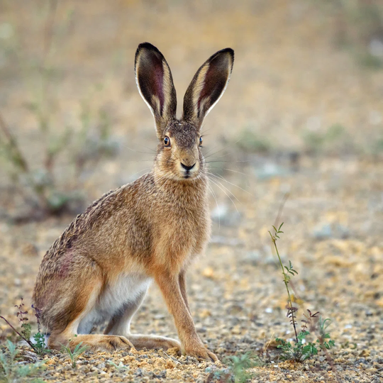 European Hare Stands on the Ground and Looking at the Camera by MriyaWildlife - Wrapped Canvas Photograph Print