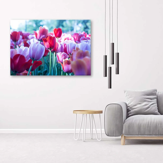 Canvas Print Tulips Red Purple Flower