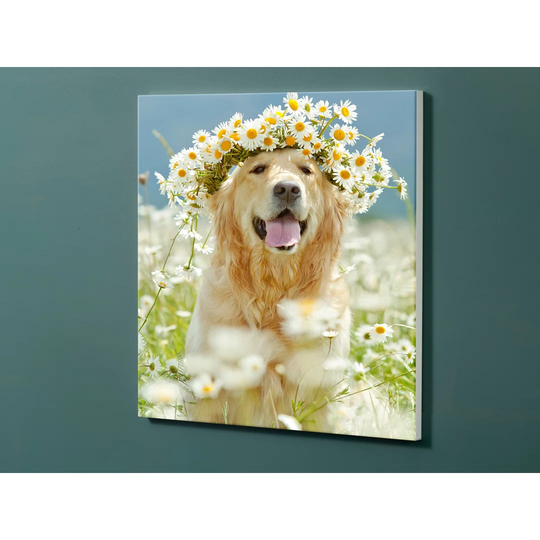 Notiz Motive Dog Goldenretriver Magnetic Wall Mounted Cork Board
