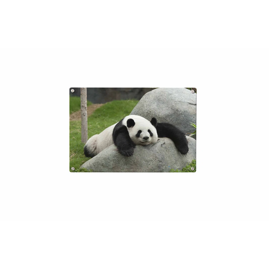 Panda Bear Magnetic Wall Mounted Photo Memo Board