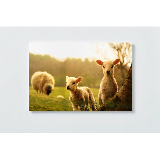 Sheep Motif Magnetic Wall Mounted Cork Board
