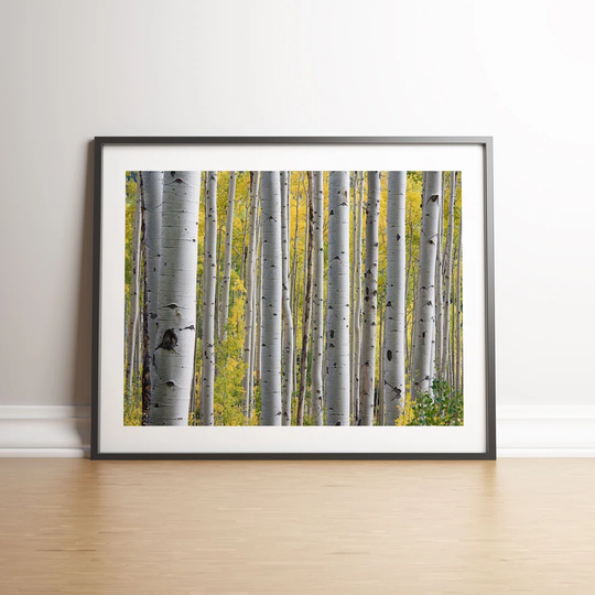 Silver Birch Trees Texture by Vouvart - Picture Frame Graphic Art