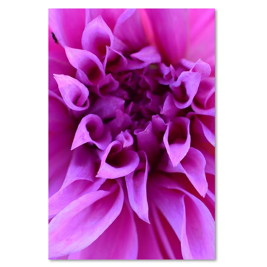 Canvas Print, Purple Flowers 16417