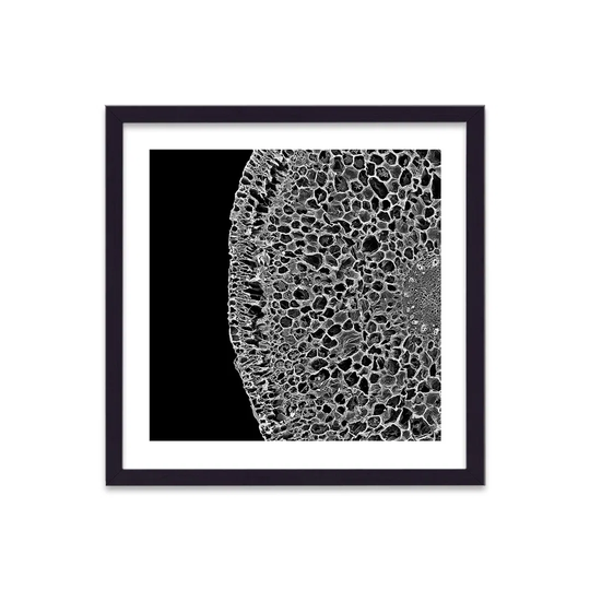 Cellular Beauty Art 14 Cellular Cut Through