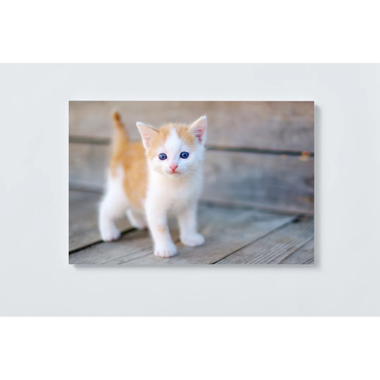 Cat Magnetic Wall Mounted Cork Board