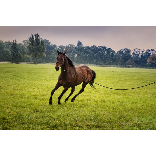 Training A Horse On Lunge.